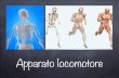 SB 3 LM Apparato locomotore - Homepage | … · Tratto da: Anatomia Umana-Atlante tascabile-Apparato locomotore, Kahle, Leonhardt, Platzer, Casa Editrice Ambrosiana, II Edizione Capo