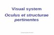 Visual system - Univerzita Karlovaanatomie.lf3.cuni.cz/centralni_prezentace/Smysly-oko_eng.pdf · = Corpus ciliare • stroma ... stroma, humor vitreus • 99% of water • hyaluronic