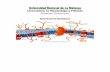 Membranas biológicas - Bioquimica Kinesiologia UNLaM€¦ · • Proteínas periféricas o extrínsecas. ... químicos del medio y transducción de señales químicas, que desencadenan