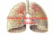 Sistema Respiratorio 5° Básico · El sistema respiratorio esta formado por: Vías respiratorias: fosas nasales, faringe, laringe, tráquea, árbol bronquial; que conducen, calientan,