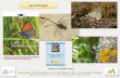 Invertebrados - montes.upm.es€¦ · Invertebrados.  ations/lifefocus/documents/invertebrates.pdf. Alfonso San Miguel Ayanz