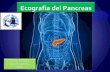 Fabio Fichera Area Ecografica SIMG ECO... · L’ ecostruttura del pancreas normale è caratterizzata da echi più grossolani di quelli del fegato. Non è possibile stabilire limiti