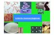 Listeria monocytogenes - pharmaetudes.com internat/monographies-de... · API Listeria LCR panaché ... • après manipulat° d’aliments non cuits, lavage des mains et neoyage des