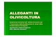 ALLEGANTI IN OLIVICOLTURA - Alfaservizi srl IN... · OLIVO : tantissimi fiori … …poche olive L’olivo generalmente presenta copiose fioriture , con un’allegagione pari al 2