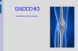 GINOCCHIO - Metropolitan Wellness Club ginocchio.pdf · • osso sesamoide inserito nel tendine del quadricipite • migliora l'efficacia muscolare. • unico sesamoide di dimensioni