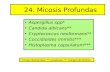 24. Micosis Profundas - jamontaraz.files.wordpress.com · 24. Micosis Profundas ... por 2-3 días a 20-50C. Aspergillus • Se reconocen más de 190 especies pero solo unas cuantas