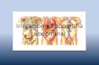 Irrigación y Topografía abdominal · Regiones y nos del abdomen . Arterias del estómago, hígado y bazo . Arterias del higado, páncreas, duodeno y bazo . Arterias del duodeno