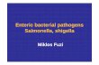 Enteric bacterial pathogens Salmonella, shigellasemmelweis.hu/mikrobiologia/files/2014/05/FGM_2013-2014-1-10_.pdf · Salmonella-Shigella agar • Selective and differentiating medium