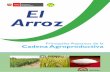 Cadena agroproductiva del ARROZ El Arroz - Clientsagroaldia.minagri.gob.pe/.../pdf/agroeconomia/agroeconomiaarroz3.pdf · importante análisis cuantitativo y cualitativo de los principales