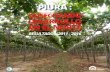 RESULTADOS 2011 - 2016 - minagri.gob.pe · Piura se ejecutaron cinco obras de riego tecnificado, con un área de 146.24 ha, en beneficio de 43 familias de agricultores, con ... cacao,