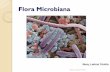 Flora Microbiana - ecaths1.s3.amazonaws.comecaths1.s3.amazonaws.com/microbiologiaenfermeros/1221990396.sist... · producir efectos negativos. Ej. : flora intestinal: formada por bacterias,