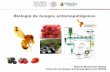 Biología de hongos entomopatógenos - aneberries.mx · Growth in microbial pesticides could reach 3% of the pesticide market. ... •Esenciales para el crecimiento –aa –proteínas