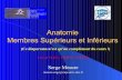 Anatomie Membres Supérieurs et Inférieursstaps.toile-libre.org/Semestre%202/Unit%E9%203/Anatomie%20et%20... · Kapandji I., Physiologie articulaire (3 tomes), ISBN : 2 22400009-X