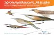 Identification booklet - BirdLife · Identification booklet. 2 Woodland habitats are rich areas supporting a diverse set of bird species. Over 33% of Australia’s land bird species