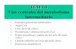 Vías centrales del metabolismo intermediario - uv.esmcostell/documentos/Tema8.pdf · (modificación covalente reversible catalizada por una quinasa y una fosfatasa) El estado energético