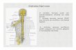 desenvolvimento do SN - Laboratório de Neurofisiologia · que consiste do encéfalo e da medula espinal; 2- Sistema nervoso periférico (SNP) composto por nervos, gânglios e terminações