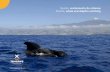 Tenerife, avistamiento de cetáceos Tenerife whale and dolphin … · desde la gigantesca ballena azul hasta la temible orca. Una oportunidad que no debemos dejar escapar, ya que