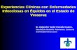 Experiencias Clínicas con Enfermedades Infecciosas en ...congreso.fmvz.unam.mx/pdf/memorias/MEMORIAS EQUINOS/4 Enfermedades... · Piroplasmosis Equina en Veracruz Población de équidos