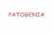 PATOGENIA - ciencias biologicas y educacíon · Patogenia 2 La patogenia o nosogenia es la secuencia de sucesos celulares y tisulares que tienen lugar desde el momento del contacto