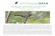 Sarawak, Sulawesi and Seram - Birdtour Asia Reports/Birdtour Asia Sarawak and... · pulled out Seram and Drab Honeye-breasted Fantail, ‘Seram’ Drongo, ‘Seram’ Leaf Warbler,