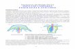 13-Cnidaria - Fisiologia e Sviluppo · vari Scyphozoa, Cubozoa e Antozoa (attinie e anemoni) a differenza dell’Amphiprion, che può trovare ... l’esempio di uno cnidario sessile,