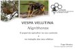 VESPA VELUTINA Nigrithorax - fnap.ptfnap.pt/web/wp-content/uploads/Fórum-2015_Controlo-da-Vespa... · •A distribuição de armadilhas para captura de fundadoras deverá ser efectuada