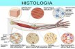HISTOLOGIA - Wbiowbio.com.br/wp-content/uploads/2016/08/Tecido-epitelial-Wbio.pdf · Tecido epitelial pavimentoso estratificado queratinizado Epiderme Hipoderme Derme (conj.) (aureolar