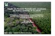 Funções das Florestas Plantadas para Atendimento das ...E7Ses%20florestas... · sustentÁvel da indÚstria de base florestal e de ... -de florestas plantadas na economia florestal