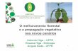 O melhoramento florestal e a propagação vegetativa nos ...w3.ufsm.br/mpvp/1smp/melhoramento_novos_cenarios.pdf · O melhoramento florestal e a propagação vegetativa nos novos