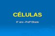 CÉLULAS - Colégio Domus Sapientiae - Home§ões da membrana Microvilosidades —dobras da membrana plasmática na superfície da célula, voltadas para a cavidade do intestino. Desmossomas