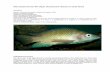 Risk assessment for Nile tilapia Oreochromis niloticus in ... · Common names: Nile tilapia, Tilapia du Nil, Tilapia del Nilo. Originating environment. ... (including lake Albert,
