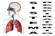 INTRODUÇÃO - Portal Censa! · Faringe Laringe Cavidade comum ao sistema digestório e respiratório Epiglote – bloqueio da ... Brônquios e bronquíolos Brônquios – ramificações