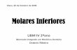 Molares Inferiores - ucpviseu.files.wordpress.com · Primeiro Molar Inferior FACE OCLUSAL Sulcos O sulco central, que se estende da fossa central, mesialmente, para a fossa triangular