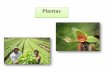 Plantas -  · Folha As principais funções das folhas incluem a fotossíntese, a respiração e a transpiração das plantas Células de folhas, mostrando a grande