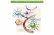 Gliális sejttípusok az idegrendszerben - Főoldal | MTA KOKIkornyei/Glia_eloadasok_2012_osz/04_Glia_sejttipusok_c.pdf · * NG2 sejtek * olfactory nerve ensheating cells (ONEC) *