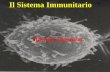 Il sistema immunitario - istitutobartolo.it sistema immunitario.pdf · Come il sistema immunitario riconosce gli invasori L’organismo ha due efficienti sistemi con cui riconosce,