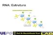 DNA: Structure and Function - cbsflab.comcbsflab.com/wp-content/uploads/2017/03/RNAestrutura-cbsf.pdf · Estrutura do DNA e RNA •Purinas –Adenina e Guanina •Pirimidinas –Citosina,