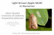 Light Brown Apple Moth Management LBAM _Tjosvold_2_5_2014.pdf · Light Brown Apple Moth in Nurseries . ... butterfly bush (Buddleia sp.), Calendula sp., Callistemon sp., camellia