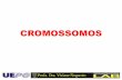 CROMOSSOMOS - cbsflab.comcbsflab.com/wp-content/uploads/2017/03/cromossomos-e-divisão... · (altamente condensado para a divisão celular) Profa. Dra. Viviane Nogaroto ... • GENES:
