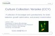 Culture Collection Yerseke (CCY) - intesusal-algae.euintesusal-algae.eu/fileadmin/intesusal_docs/Documents/Industry... · 6/5/2015 16 408 strains of the Culture Collection Yerseke
