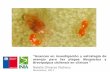 “Avances en investigación y estrategia de manejo para las ... · Eficacia de plaguicidas sobre huevos de B. ... Ensayo 1 Huerto comercial de Mandarinos a. ... –Uso de caracol