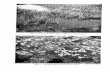 Fig. Arctophila fulva (Trin.) Anders. in a shallow pond.pubs.aina.ucalgary.ca/arctic/Arctic13-3-146.pdf · Arctophila fulva (Trin.) Anders. in a shallow pond. Fig. 2. A fragment of