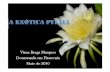 pitaya-pitaia.webnode.com.pt · Epoca de Produção Floraçño e Frutificaçño Flut1f1Caçiió Cráfico representativo da soma de todas as flores e flubs de Hyloceleus undatus em
