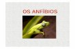 Anfíbios - Colégio Luiza de Marillacmarillac.g12.br/downloads/download_materias/ensino_medio/anfibios.pdf · • Se originaram de peixes dipnóicos. • Anfíbio = vida dupla (vida