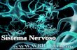 Sistema Nervoso - Wbiowbio.com.br/wp-content/uploads/2016/08/Sistema-Nervoso-Wbio.pdf · Sistema Nervoso Autônomo •Controle das funções internas do corpo: •2 Componentes: •Sistema