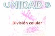 Paula Val Andreu - iesbinef.educa.aragon.esiesbinef.educa.aragon.es/departam/webinsti/eso/4eso/mitosis.pdf · 1. Los ácidos nucleicos Paula Val Andreu Cuando la célula NO está