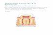 Odontoiatria Conservativa ed Endodonzia · L'odontoiatria conservativa è una branca dell'Odontoiatria che si occupa principalmente della cura della carie dentale. La sua finalità,