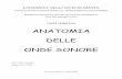 ANATOMIA DELLE ONDE SONORE - Mario Sandri · Anatomia delle onde sonore Mario Sandri ... velocità e accelerazione ... una forza di richiamo e dunque è diretta in senso contrario