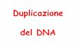Duplicazione del DNA - bgbunict.it · 1 bolla 1 bolla ddiireplicazione replicazione ee2 forcelle 2 forcelle ddii REPLICAZIONE CHE AGISCONO IN DIREZIONI OPPOSTE (ANDAMENTO BIDIREZIONALE