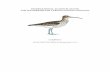 INTERNATIONAL ACTION PLAN FOR THE SLENDER-BILLED …ec.europa.eu/environment/nature/conservation/wildbirds/action... · THE SLENDER-BILLED CURLEW (Numenius tenuirostris) ... (Lega